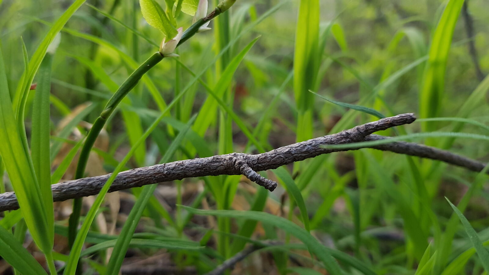 Samsung Galaxy S8+ sample photo. Nature photography