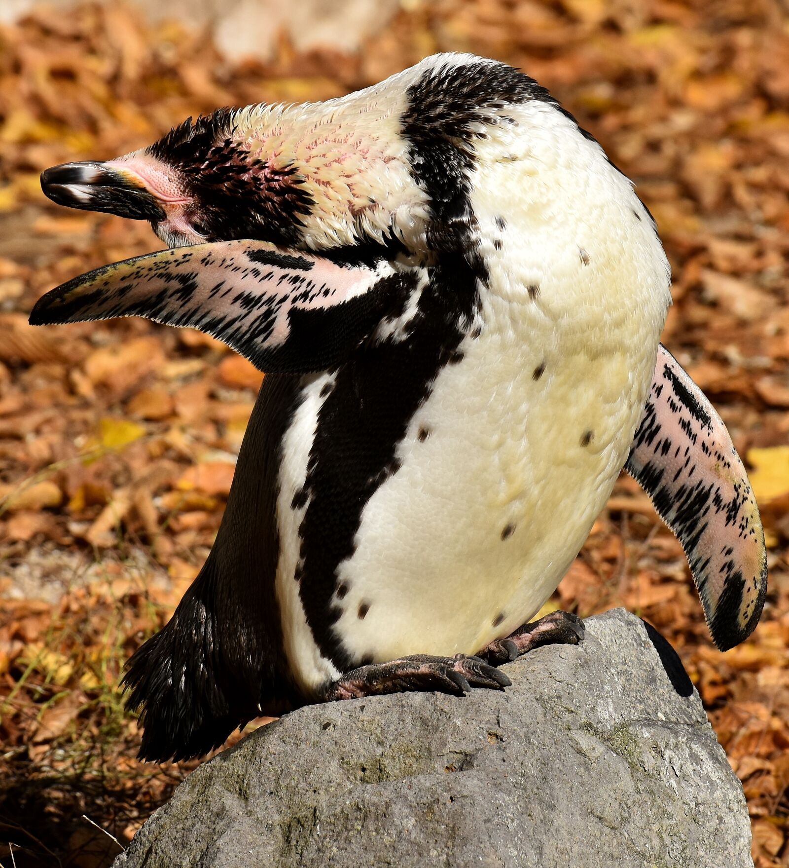 Nikon D7200 sample photo. Penguin, animal, animal world photography