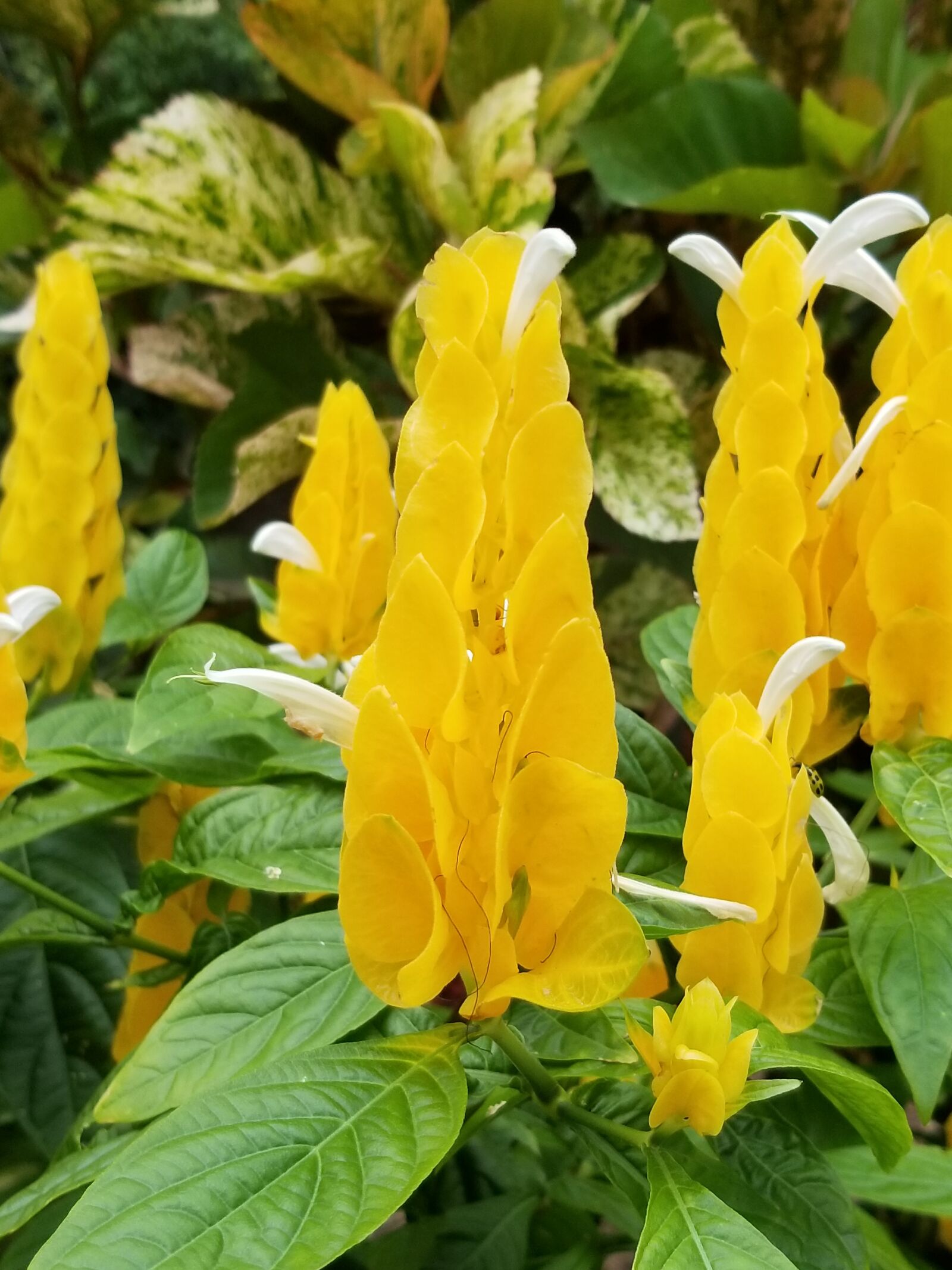 Samsung Galaxy S8 Active sample photo. Yellow, green, flowers photography