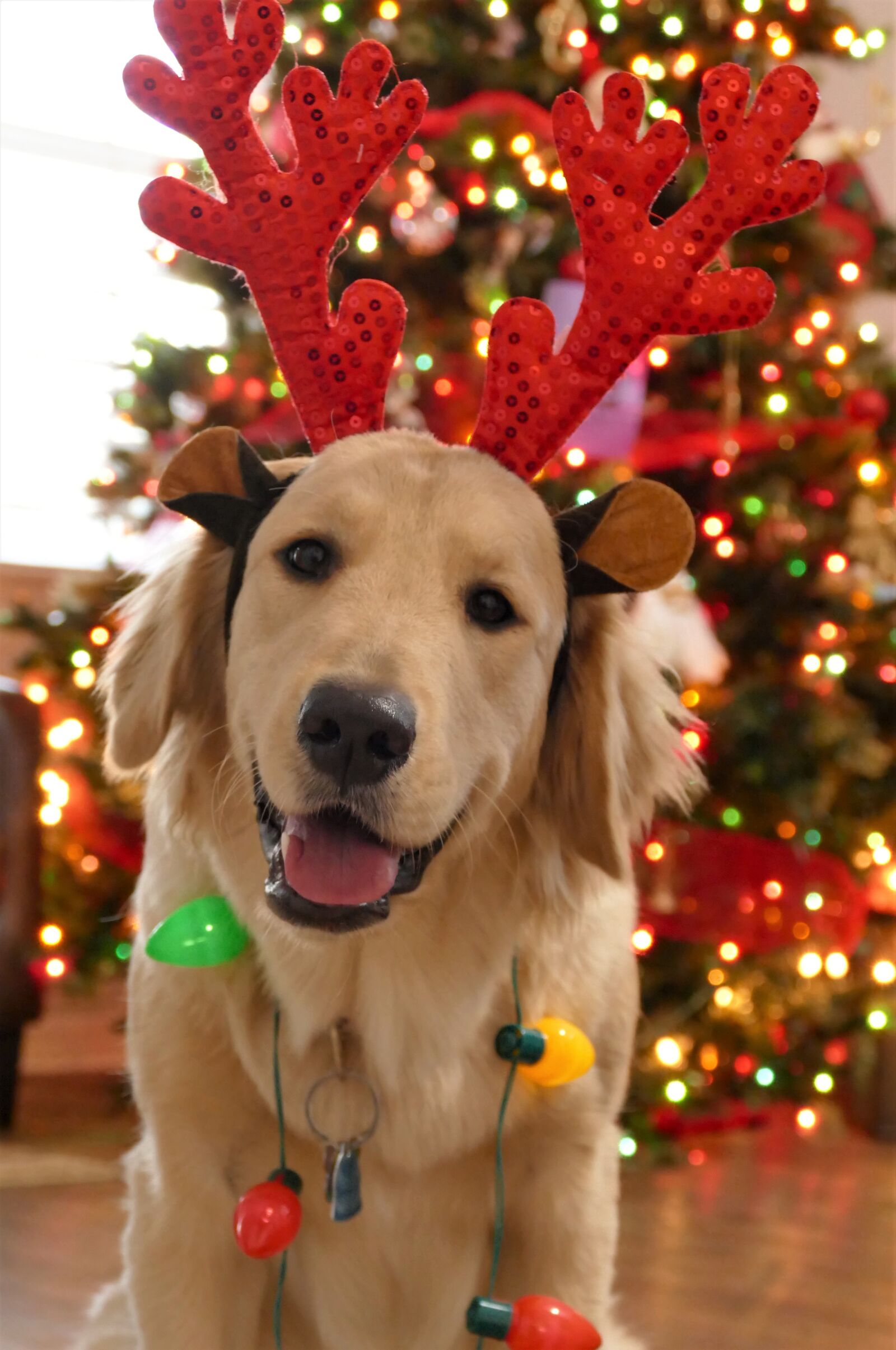 Panasonic Lumix DMC-FZ1000 sample photo. Christmas, dog christmas, dog photography