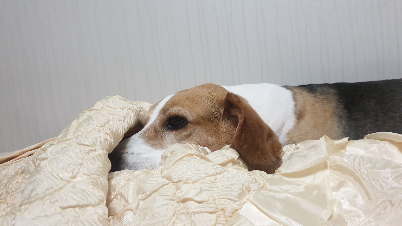 Samsung Galaxy S9+ sample photo. Beagle, navada, experimental dog photography