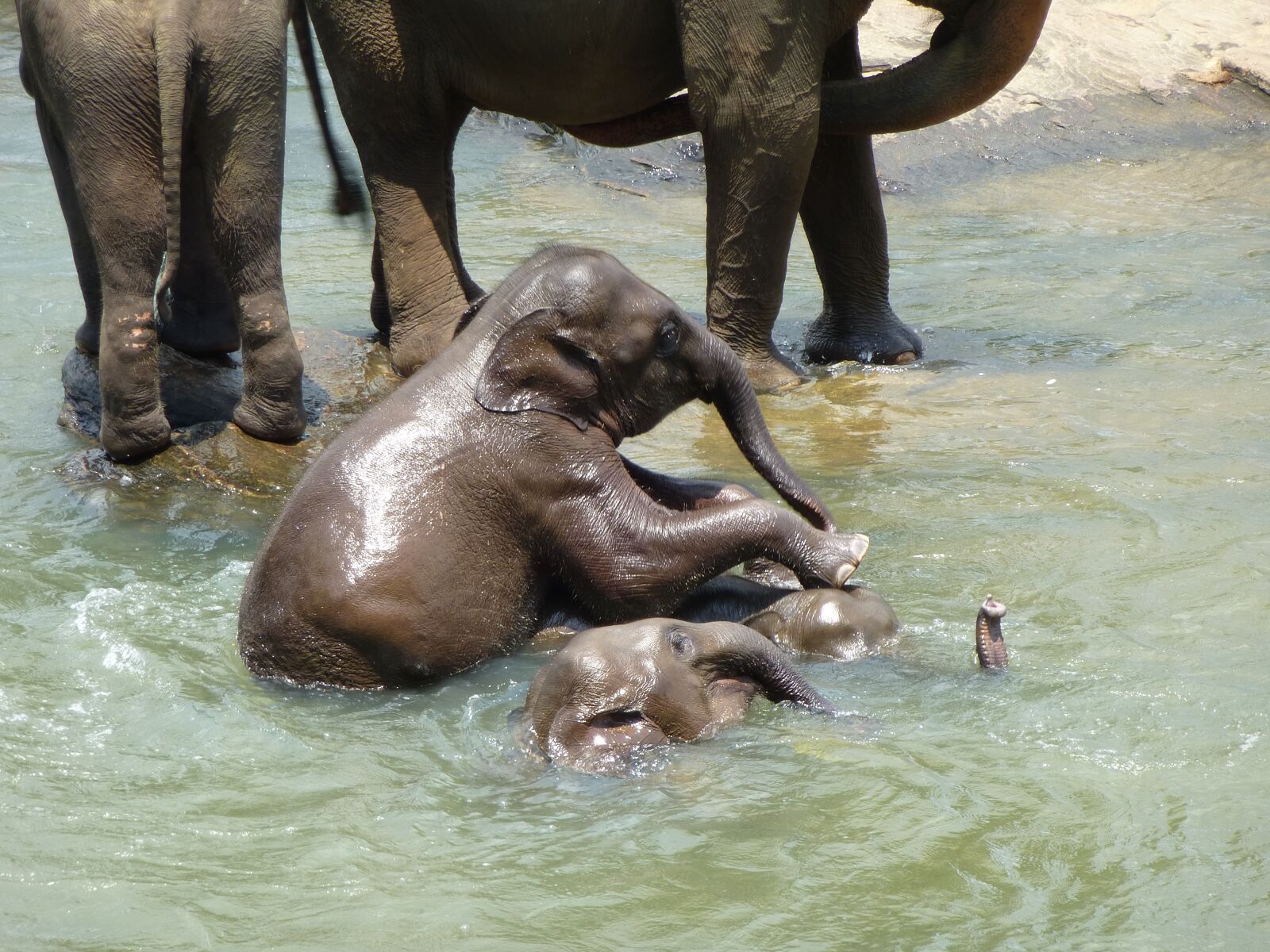 Panasonic Lumix DMC-ZS15 (Lumix DMC-TZ25) sample photo. Elephant, young elephants, sri photography