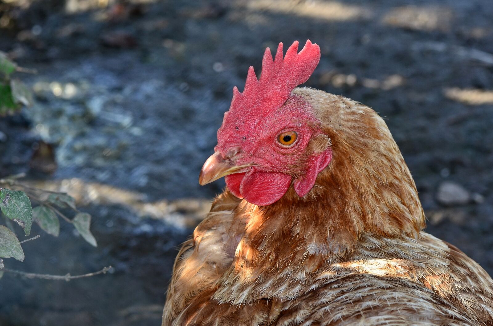 Nikon D7000 sample photo. Hahn, comb, poultry photography