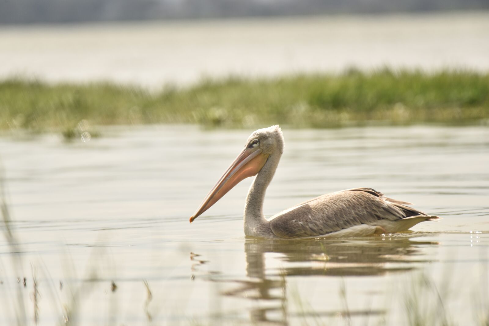Nikon D810 sample photo. Pelican, bird, sea birds photography