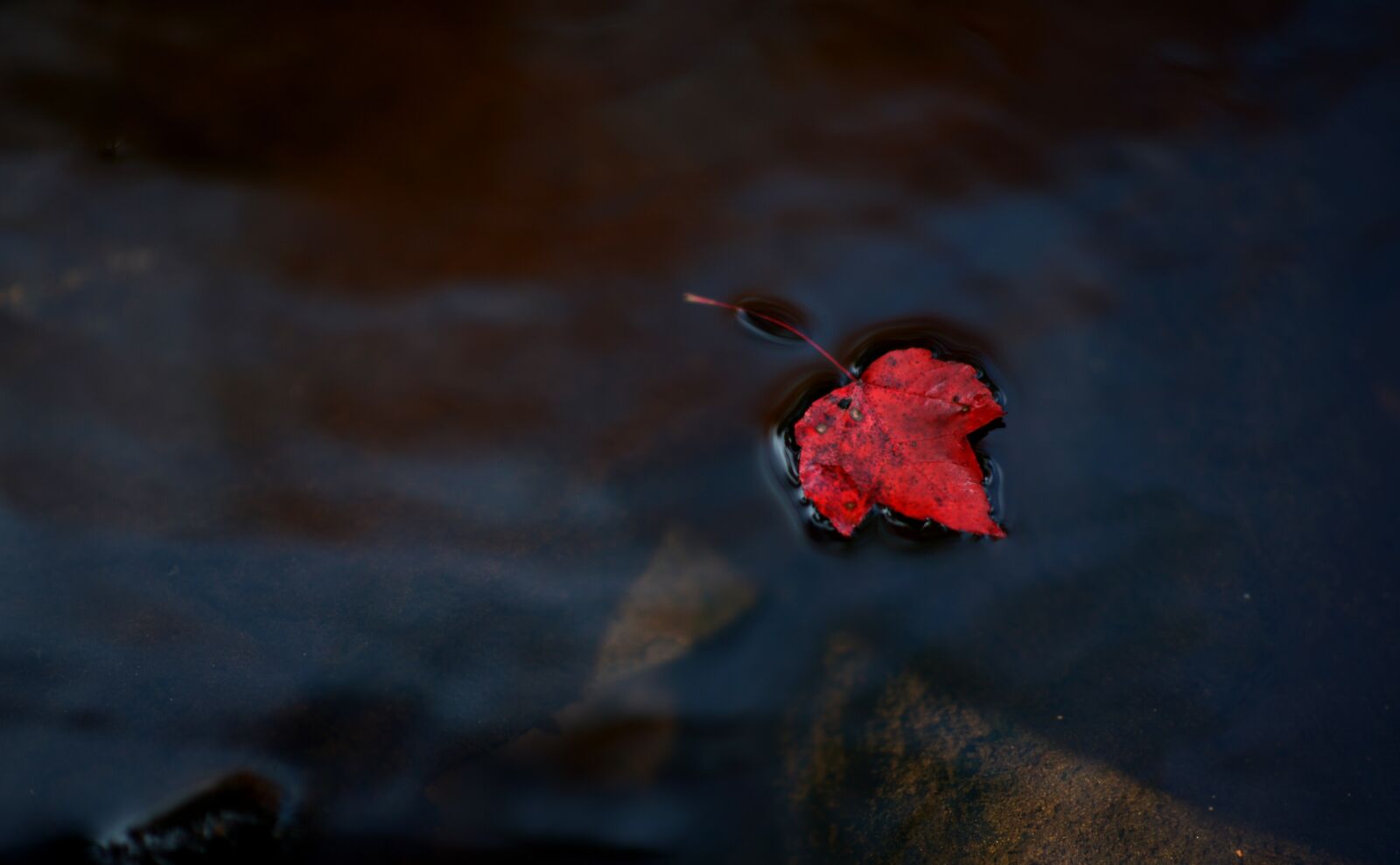 Nikon D4 sample photo. Leaf, leaves, autumn photography