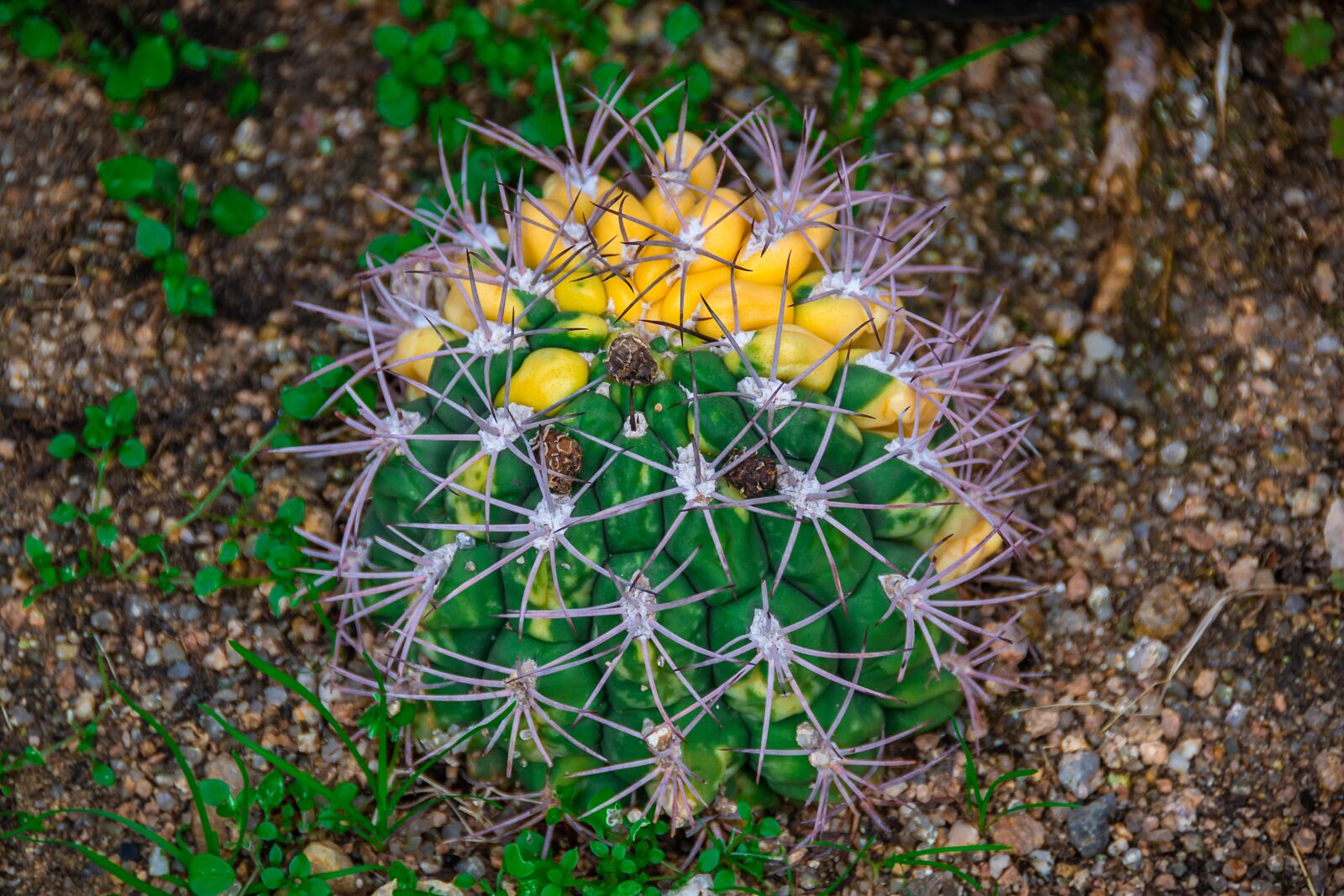 Nikon D3100 sample photo. Cactus, botanical garden, light photography