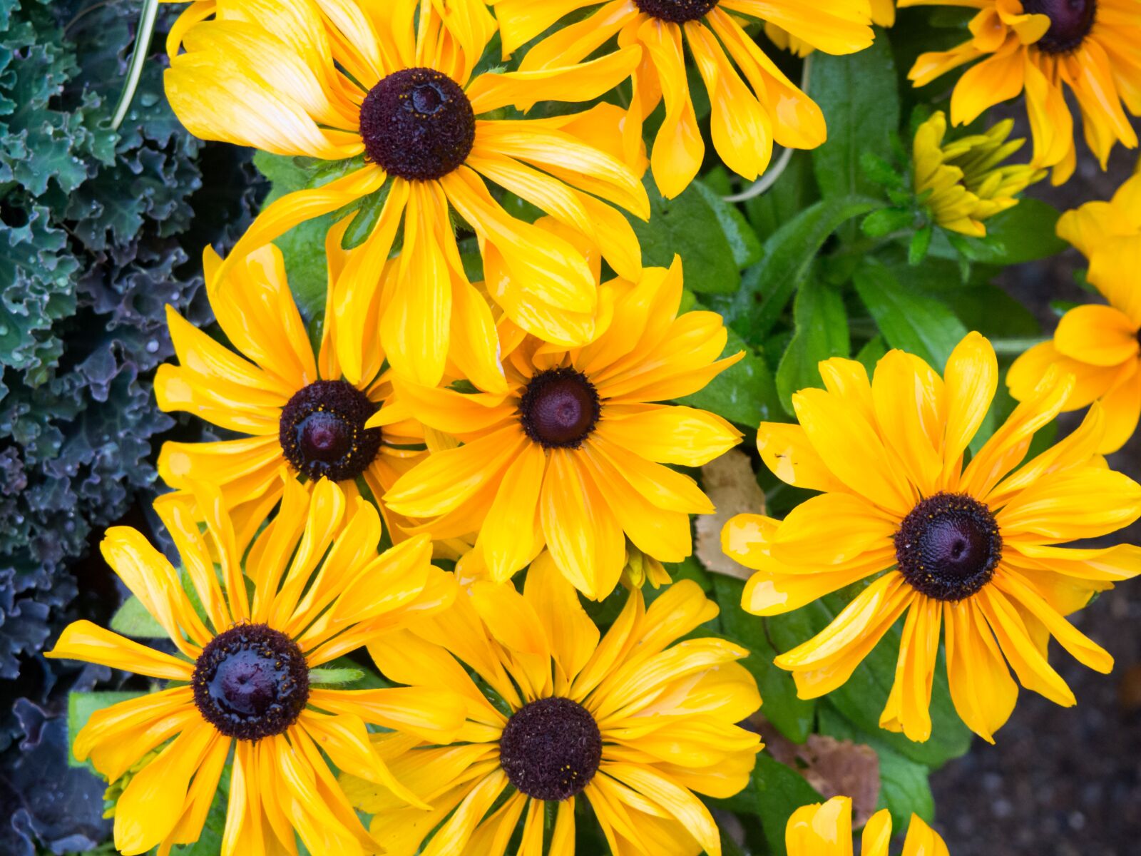 Olympus OM-D E-M10 sample photo. Yellow, flowers, garden photography