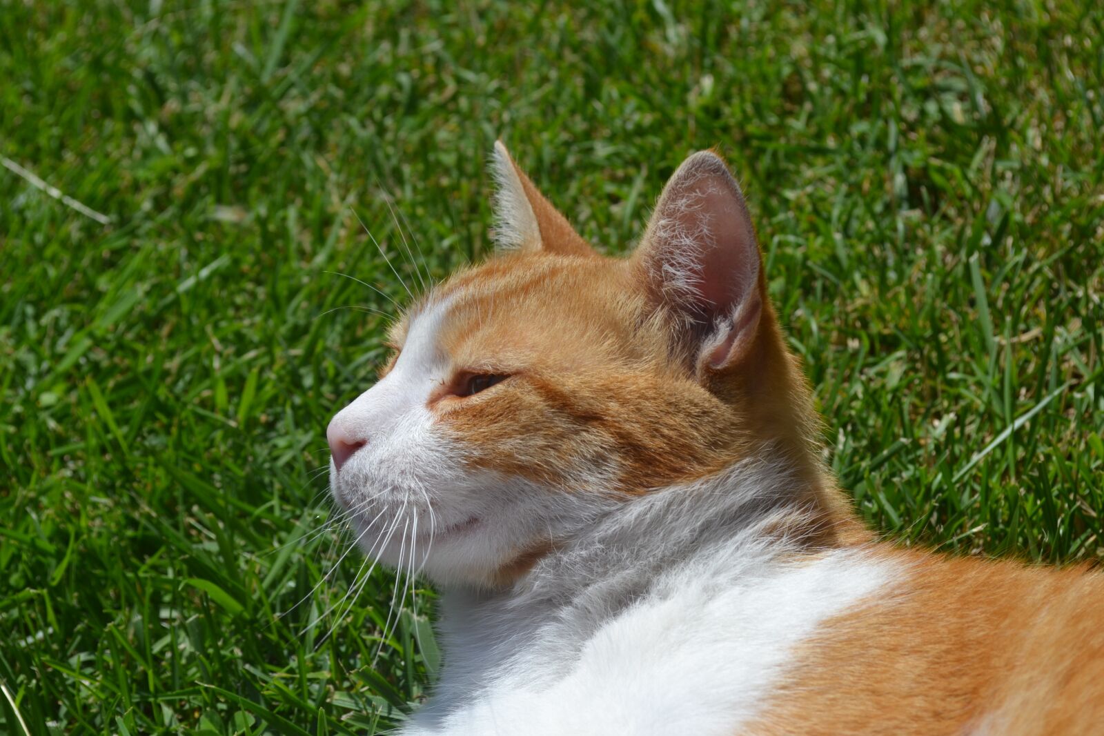 Nikon D3100 sample photo. Animals, cute, cat photography