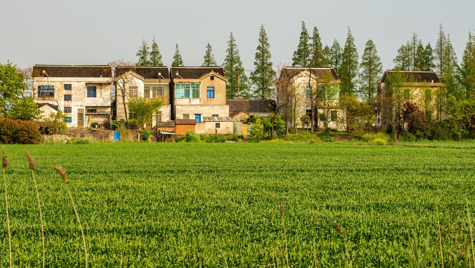 Nikon D600 sample photo. Farmland, farm, china photography