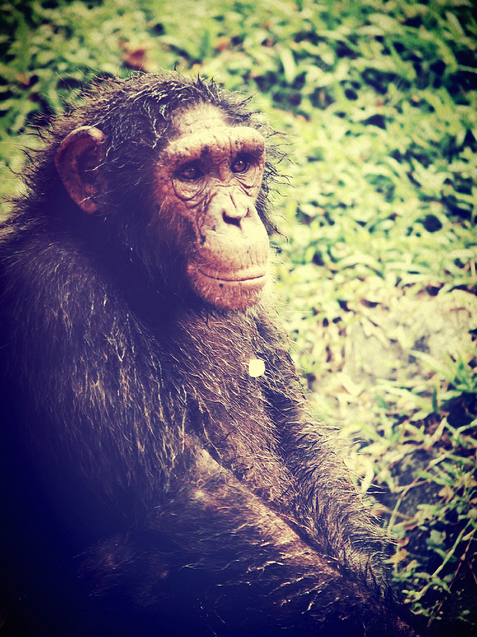 Olympus E-300 (EVOLT E-300) sample photo. Animal, monkey, chimp photography
