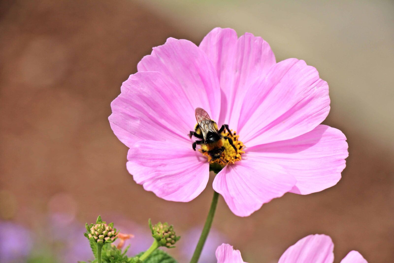 Canon EOS 550D (EOS Rebel T2i / EOS Kiss X4) sample photo. Bee, insect, flora, nature photography