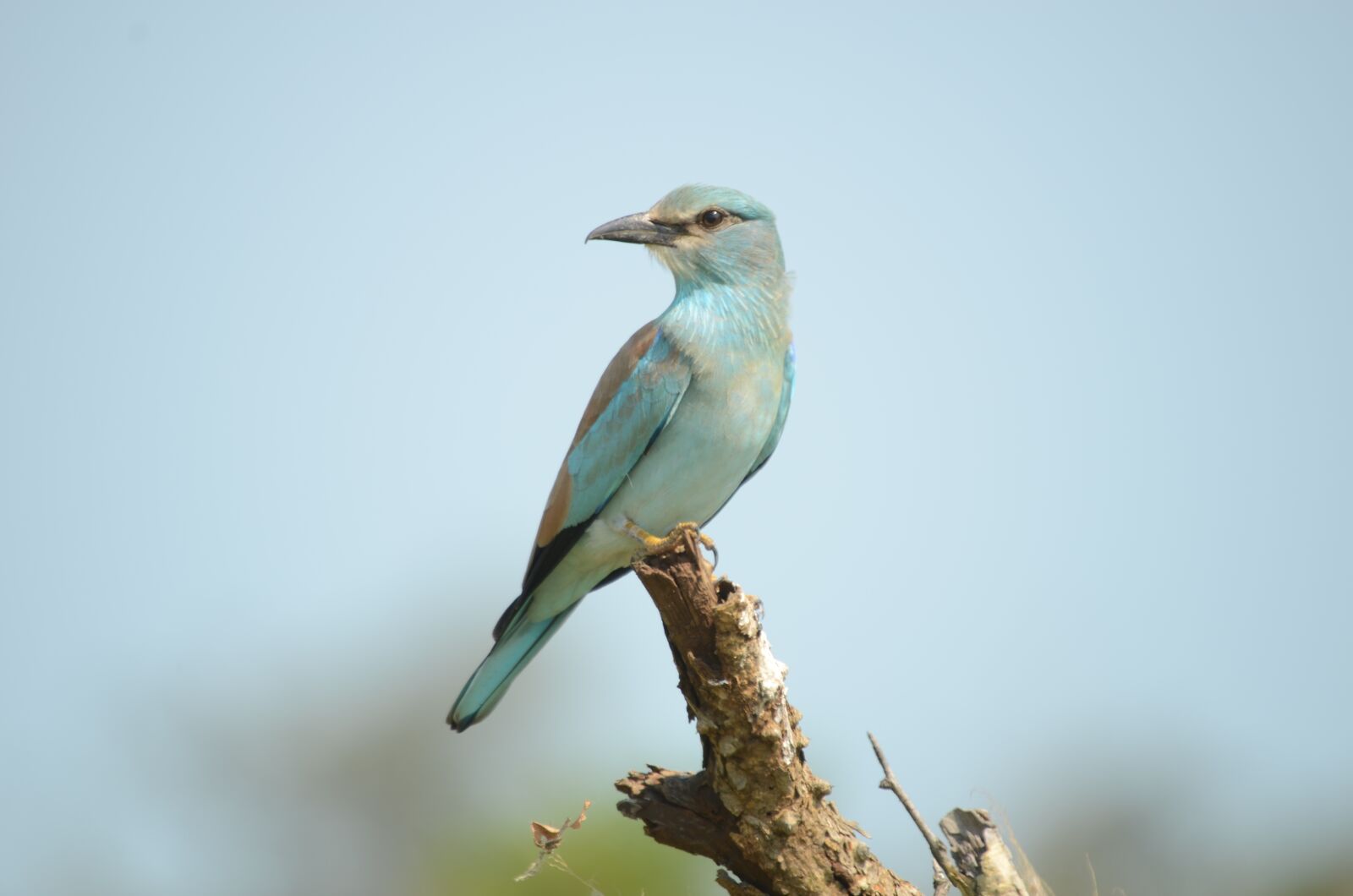 Nikon D7000 sample photo. Bird, roller, european photography