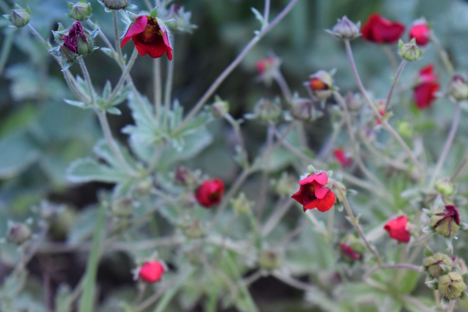 Nikon D3500 sample photo. Flowers, flower, red photography