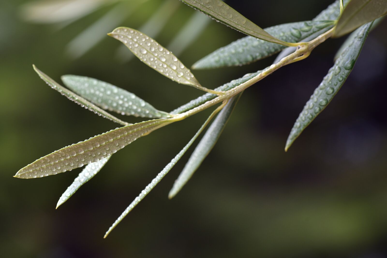 Nikon D750 sample photo. Olive leaf, leaf, mediterranean photography