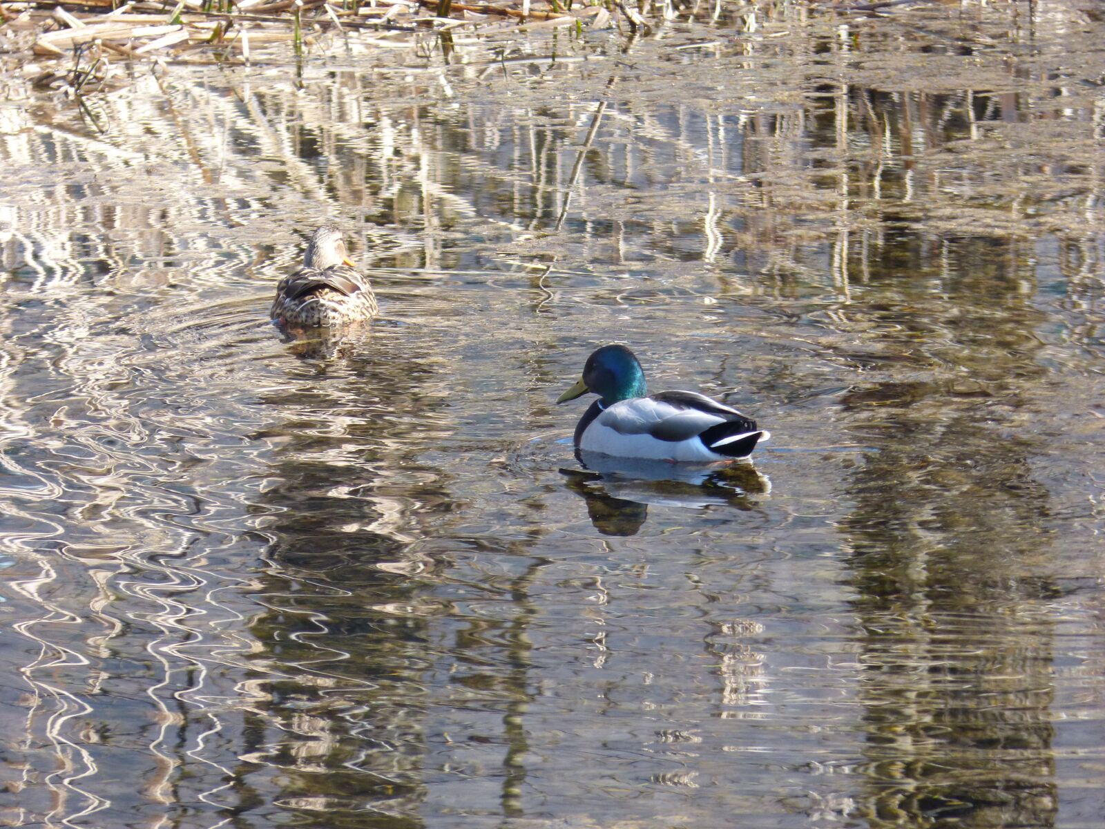 Panasonic DMC-FZ62 sample photo. Mallards, ducks, water photography