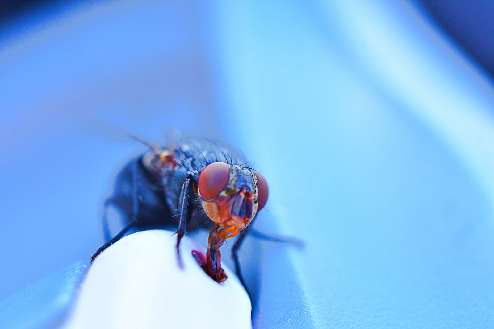 Nikon D7500 sample photo. Fly tongue, fly eyes photography