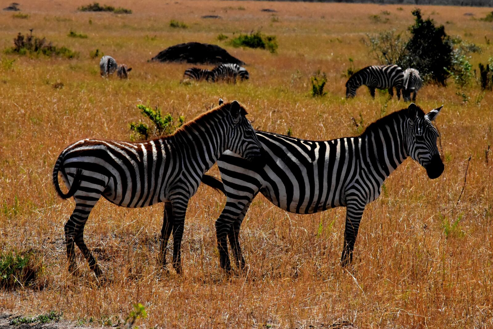 Nikon D5500 sample photo. Wildlife, africa, tanzania photography
