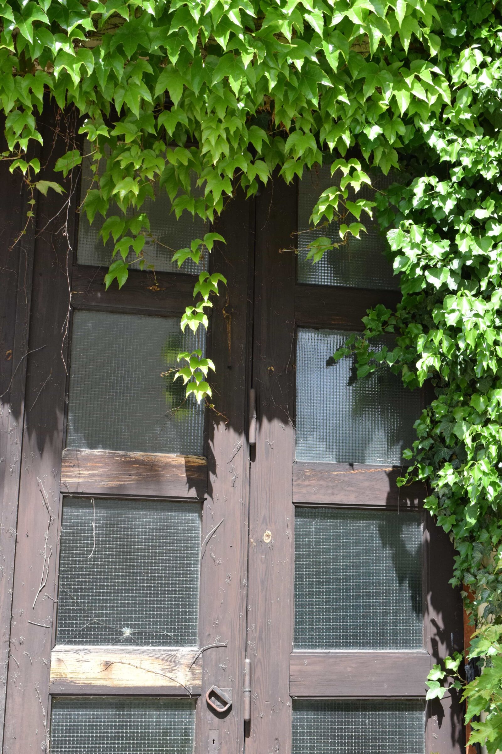 Nikon D3300 sample photo. House, ivy, wood, architecture photography