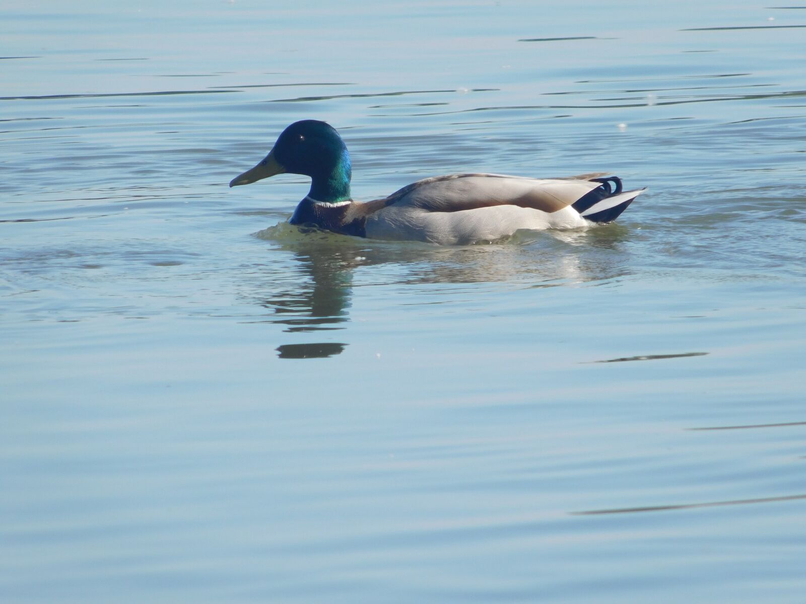 Nikon Coolpix L840 sample photo. Duck, waterfowl, lake, lake photography
