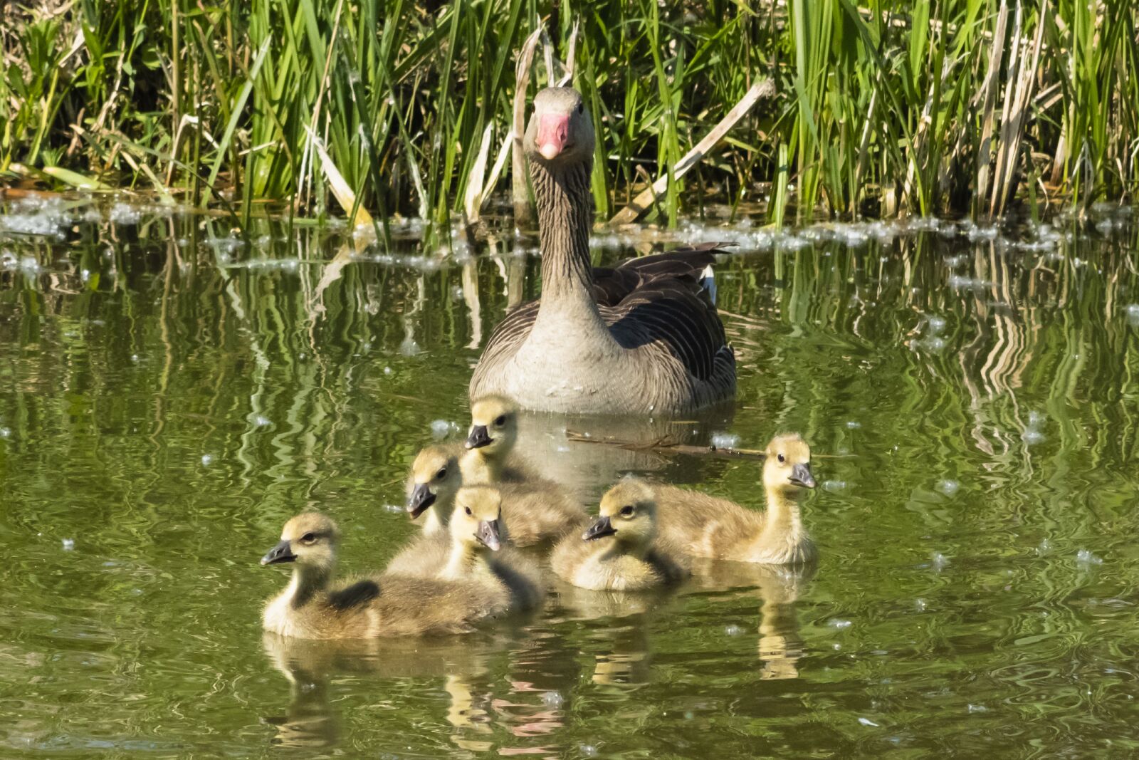 Canon EF75-300mm f/4-5.6 sample photo. Summer goose, goose, geese photography