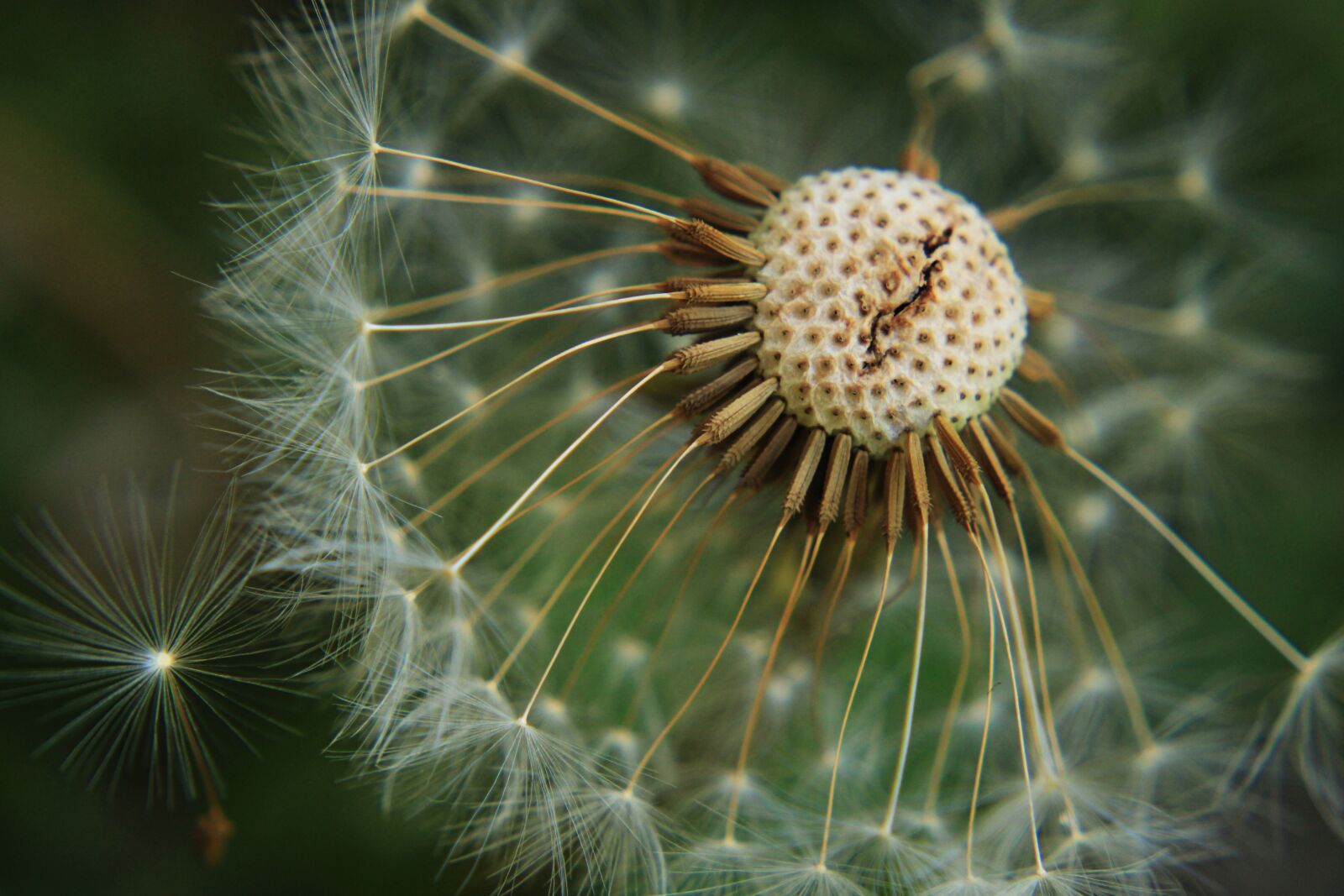 Canon EOS 2000D (EOS Rebel T7 / EOS Kiss X90 / EOS 1500D) sample photo. Dandelion, meadow, dandelion meadow photography