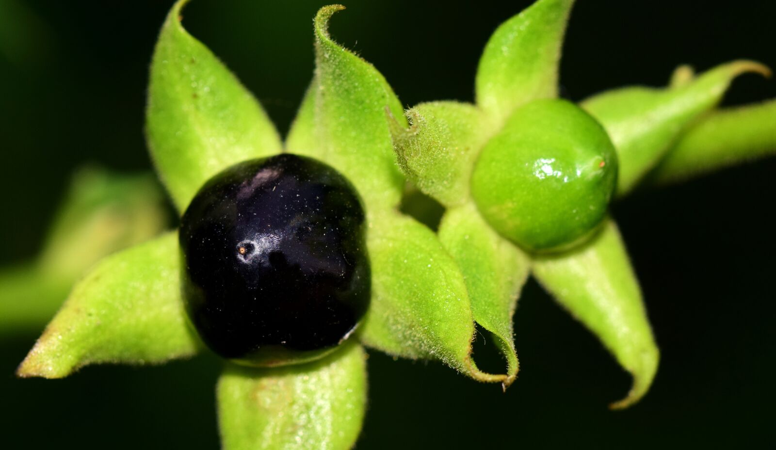 Nikon D3300 sample photo. Belladonna, toxic, plant photography