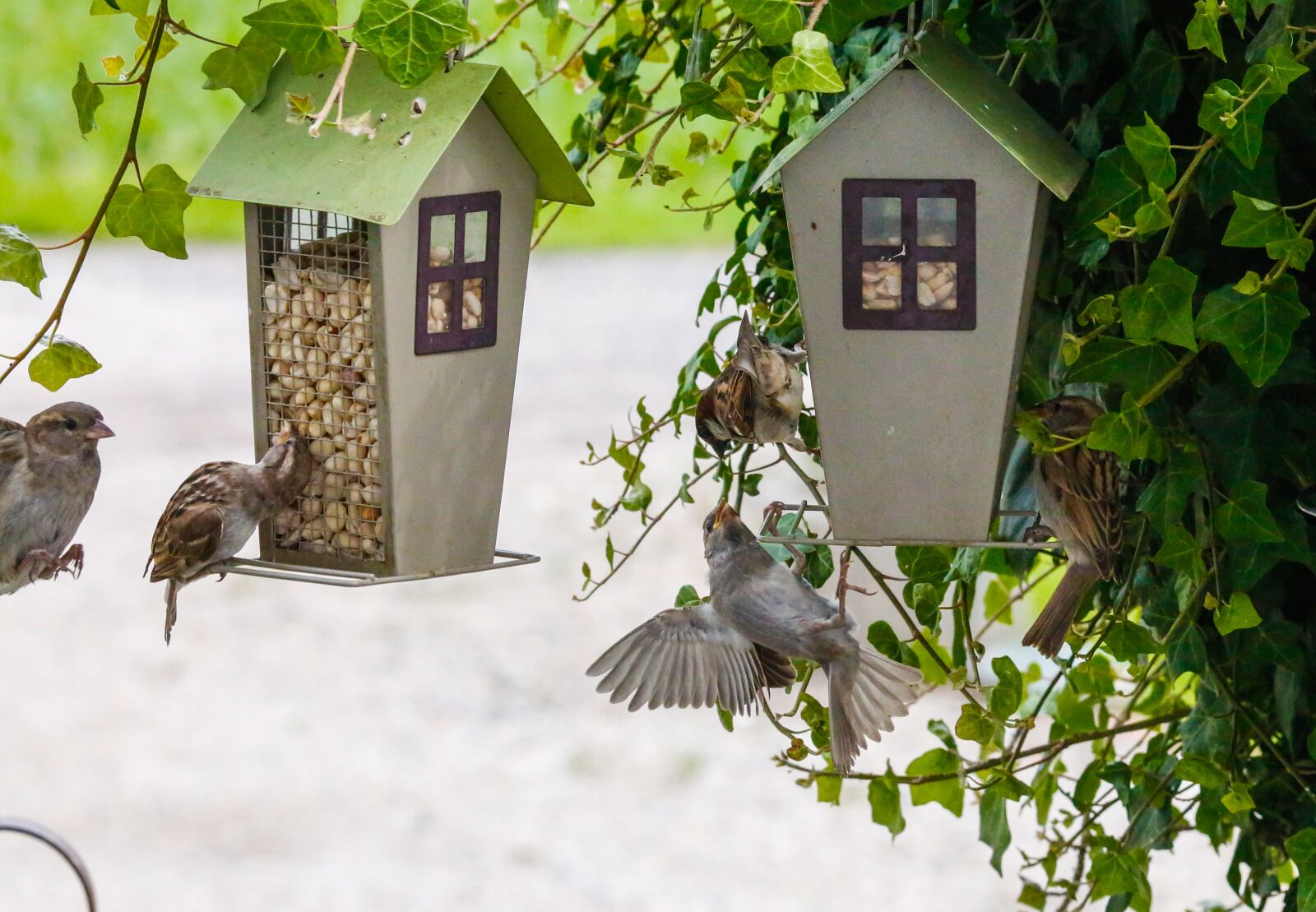 Canon EOS 5D Mark III sample photo. Sparrow, sperling, bird photography