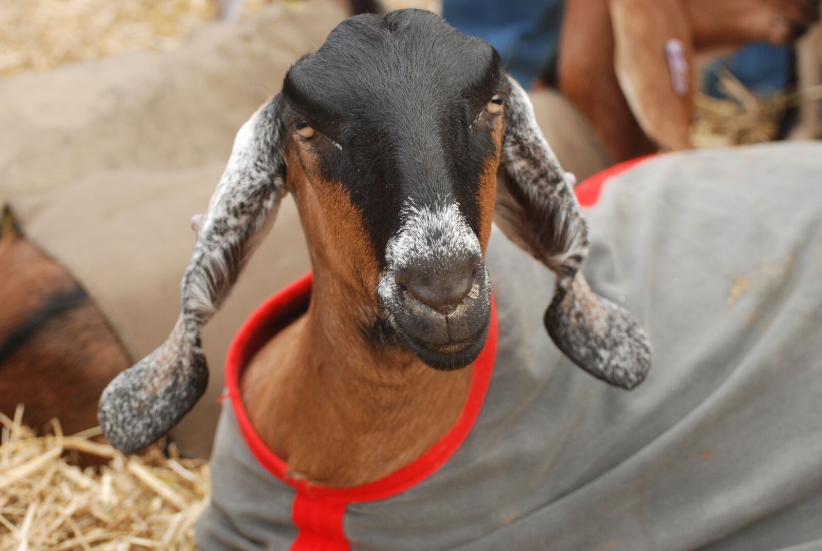 Nikon D80 sample photo. Goat, anglo nubian, lop photography