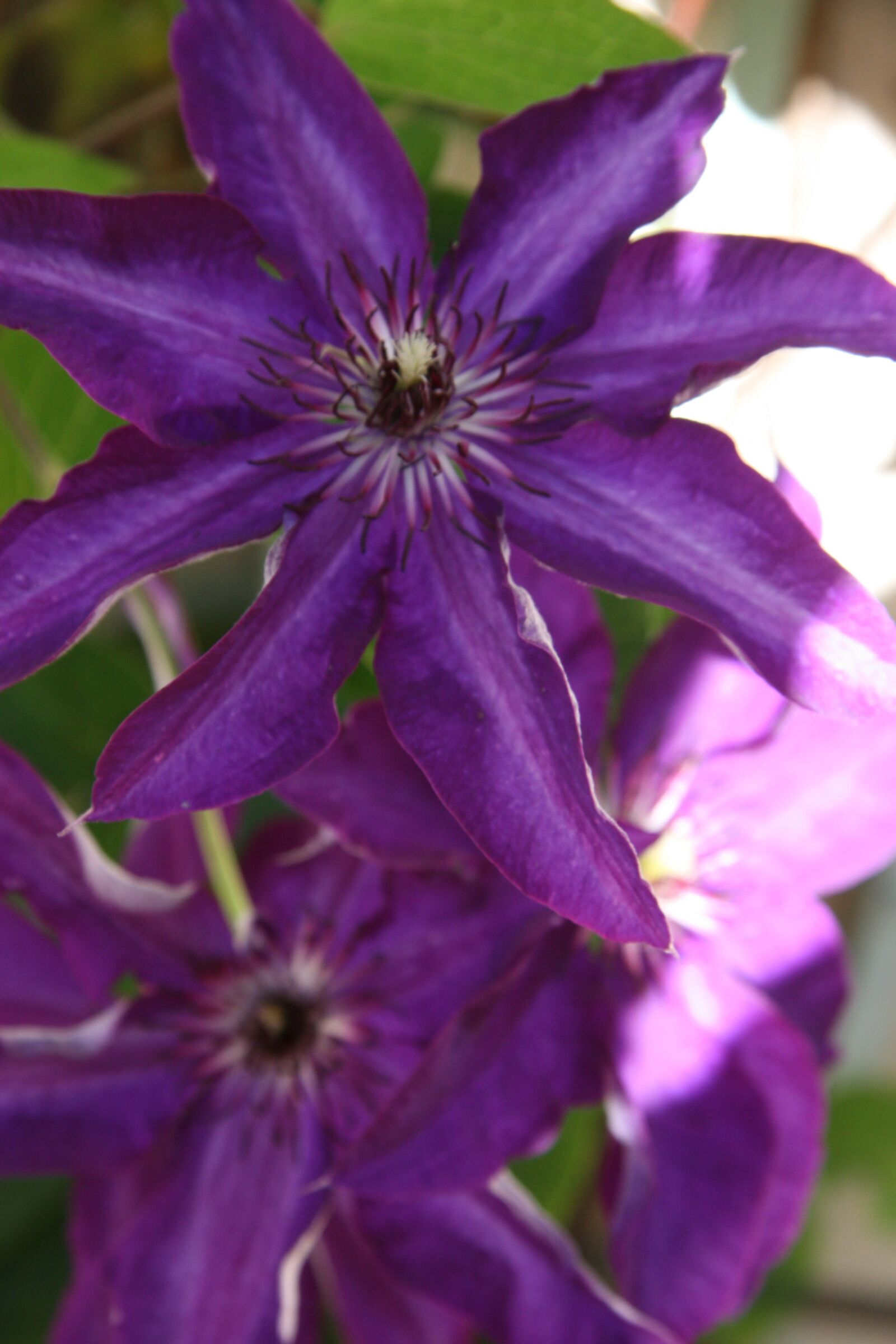 Canon EOS 30D sample photo. Flower, violet, garden photography