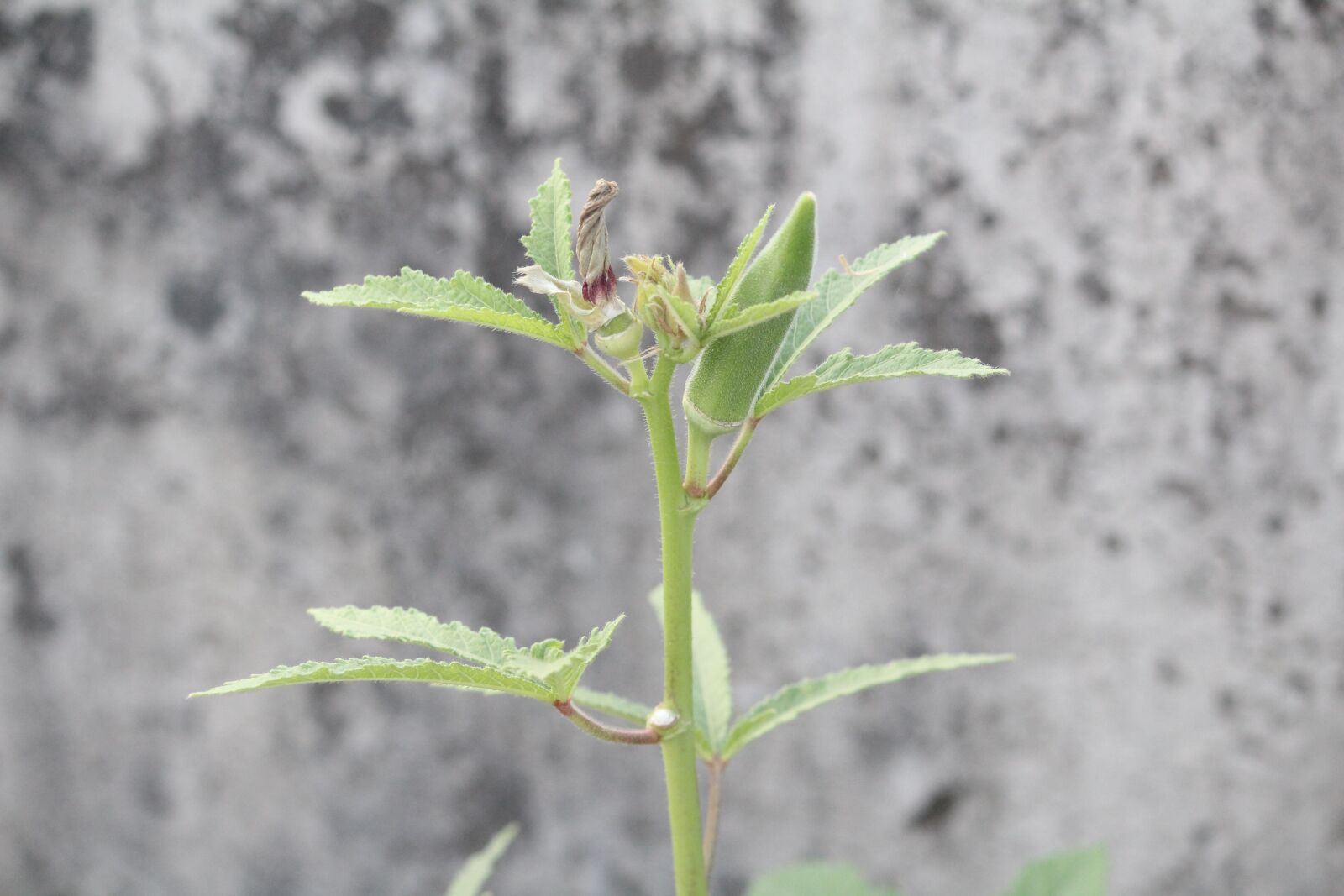 Canon EOS 1200D (EOS Rebel T5 / EOS Kiss X70 / EOS Hi) sample photo. Okra, lady finger, vegetable photography