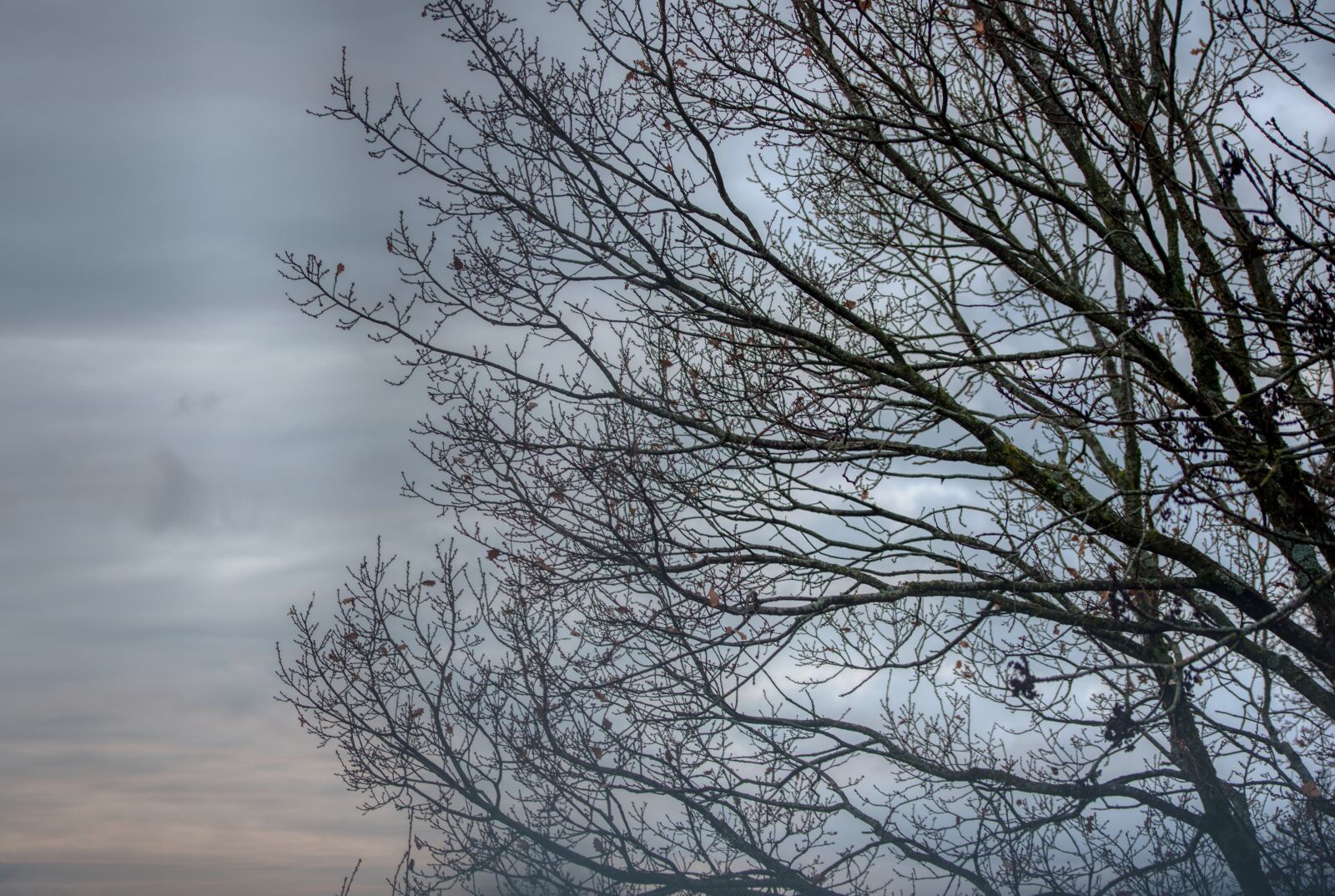 Nikon D750 sample photo. Tree, kahl, winter photography