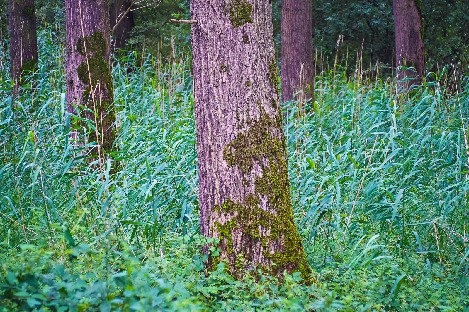 Olympus OM-D E-M10 sample photo. Forest, trees, landscape photography