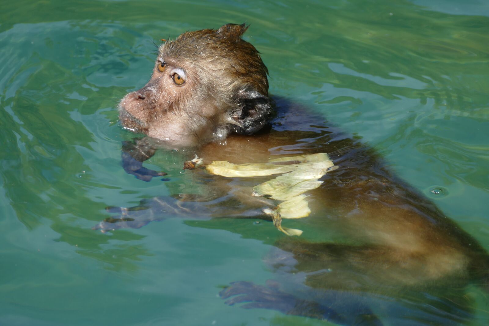 Panasonic Lumix DMC-FZ1000 sample photo. Monkey, sea, ocean photography