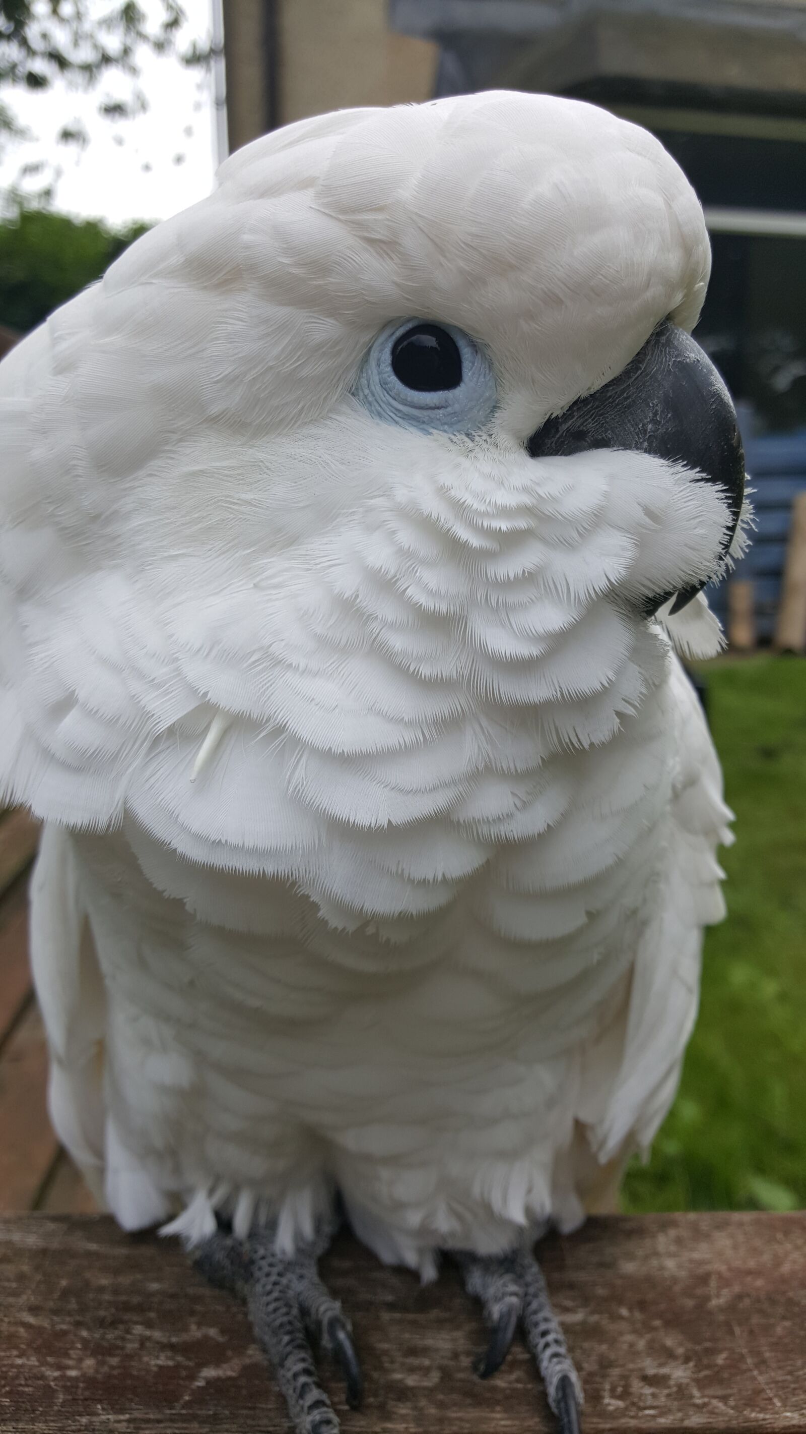 Samsung GALAXY S6 edge sample photo. Cockatoo, parrot, umbrella photography