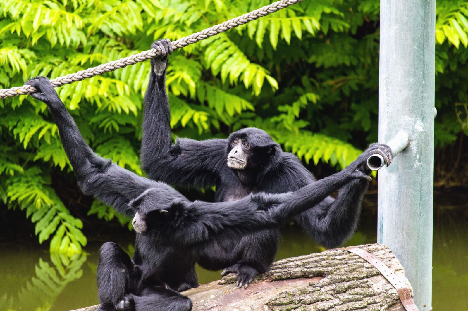Nikon D3200 sample photo. Monkey, rope, pillar, plant photography