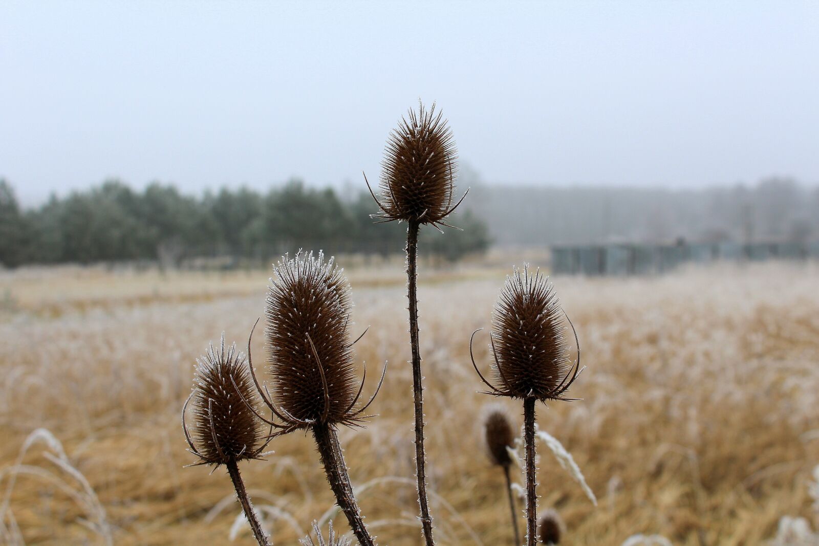 Canon EOS 1200D (EOS Rebel T5 / EOS Kiss X70 / EOS Hi) sample photo. Thistle, nature, at the photography