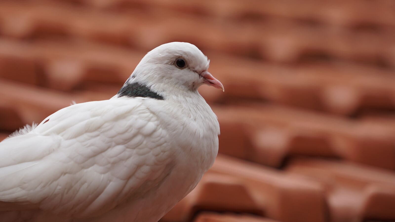 Sony a6300 + Sony FE 70-200mm F4 G OSS sample photo. Bird, nature, wildlife photography