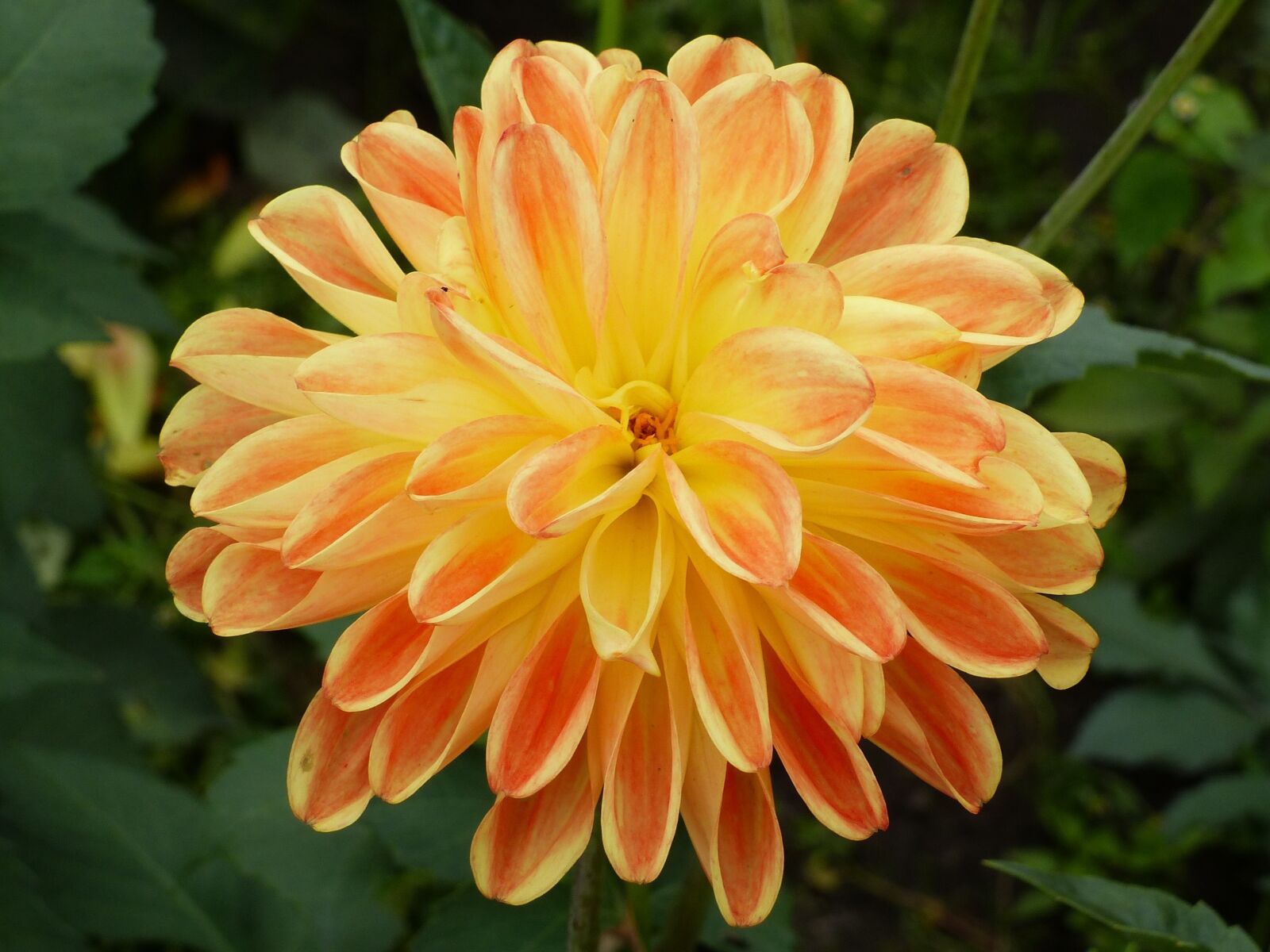 Panasonic Lumix DMC-FZ200 sample photo. Dahlia, summer, plant photography