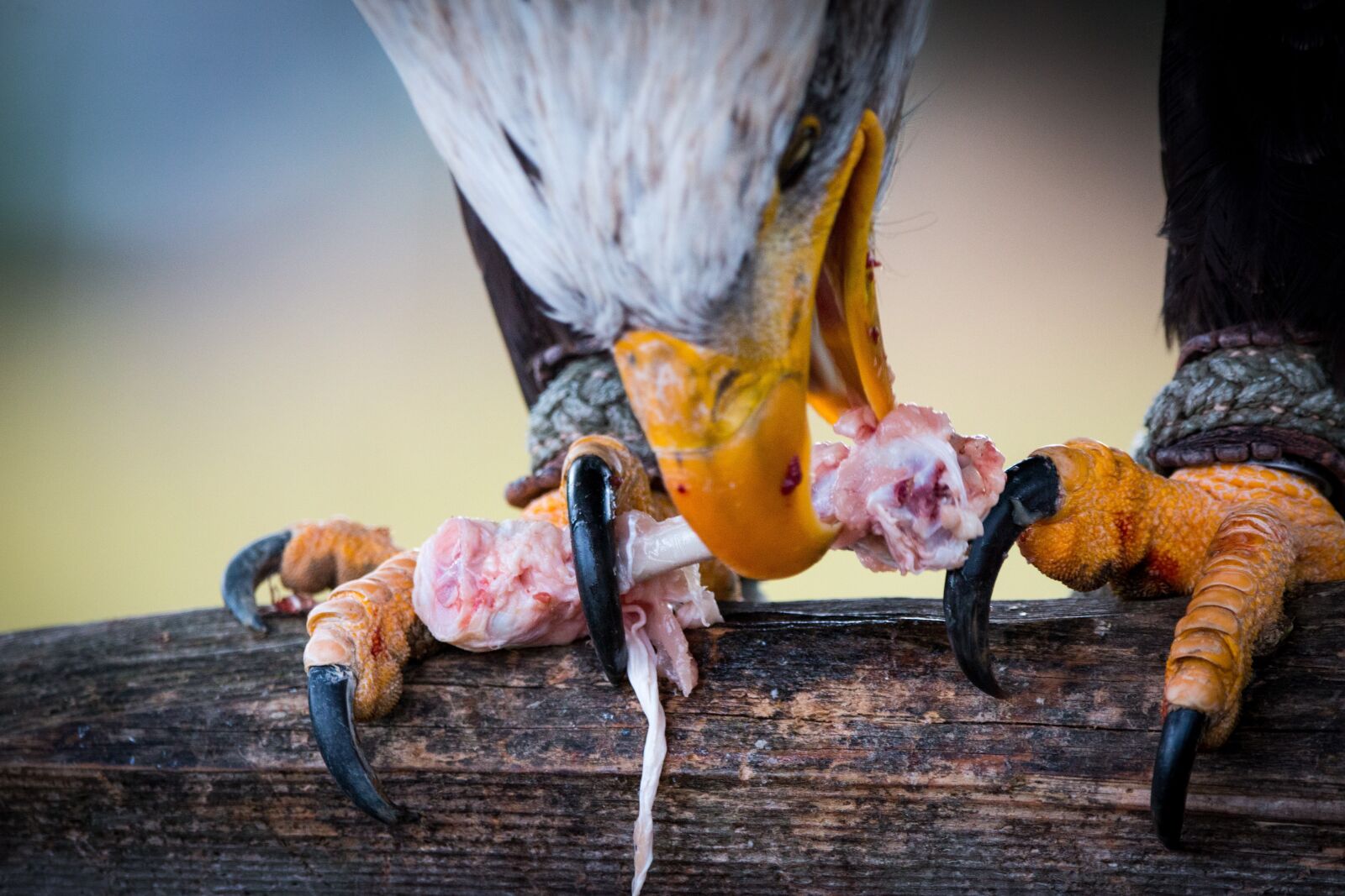 150-600mm F5-6.3 DG OS HSM | Contemporary 015 sample photo. Bald eagle, prey, haliaeetus photography