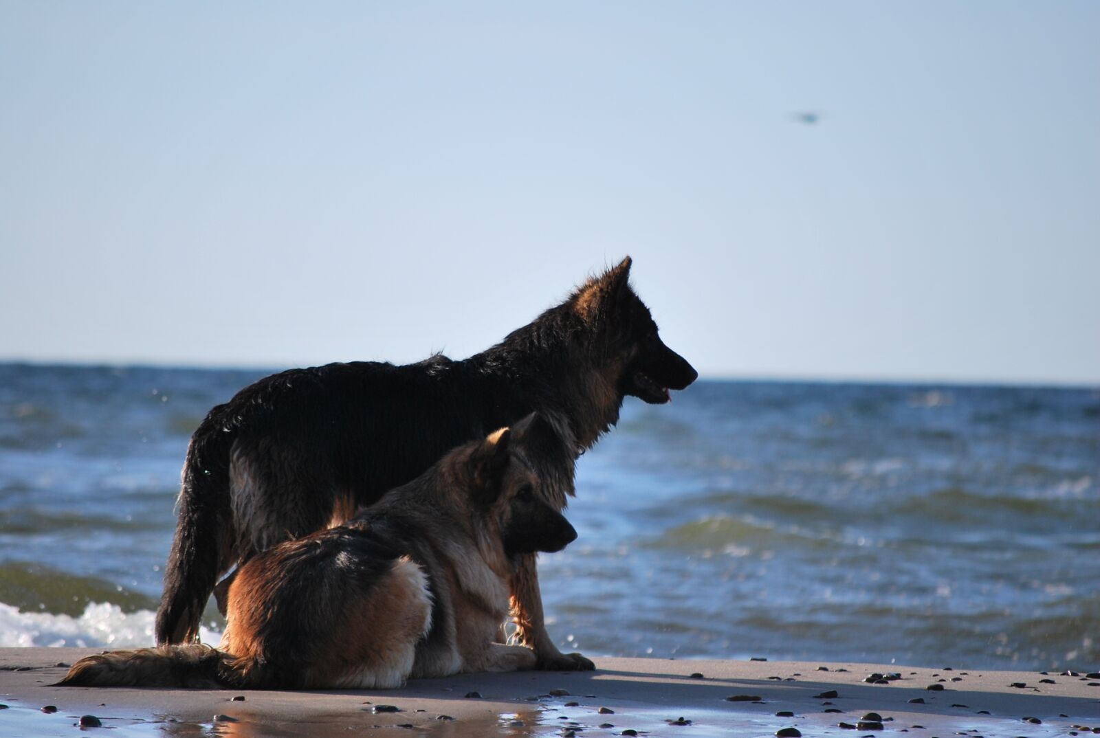 Nikon D60 sample photo. Dog, water, the baltic photography