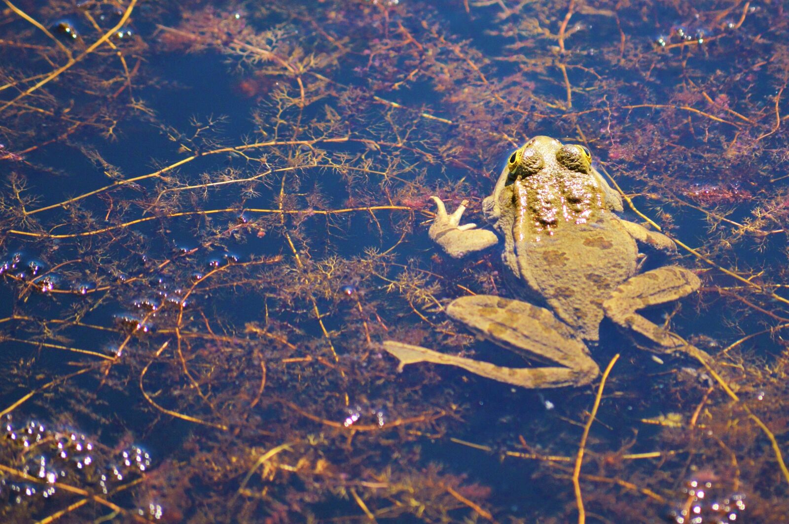 Nikon D3200 sample photo. Frog, green frog, water photography