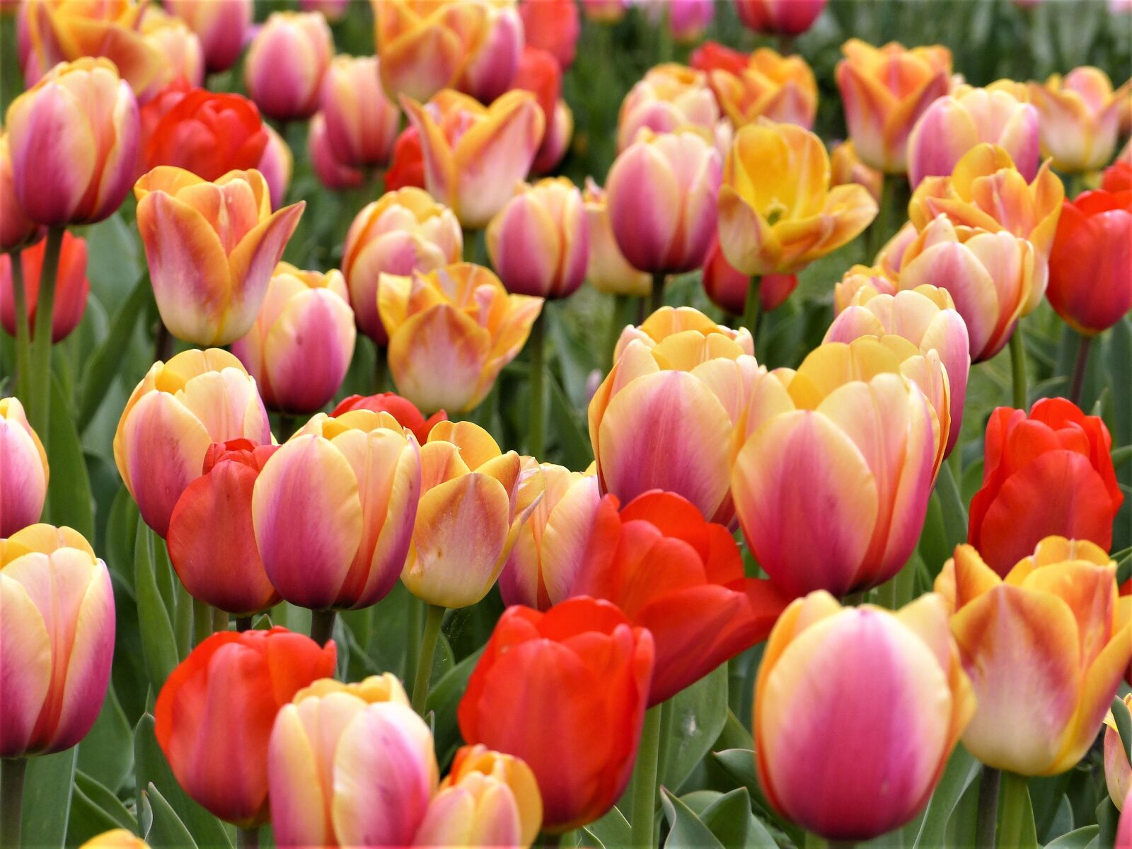 Panasonic Lumix DMC-FZ200 sample photo. Tulip, garden, nature photography
