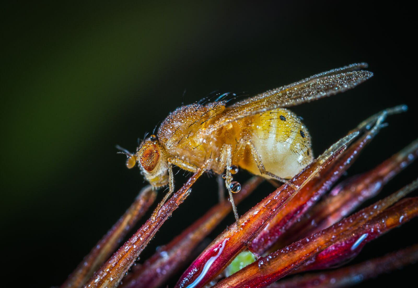 #124 65/2.8 sample photo. Insect, bespozvonochnoe, animals photography