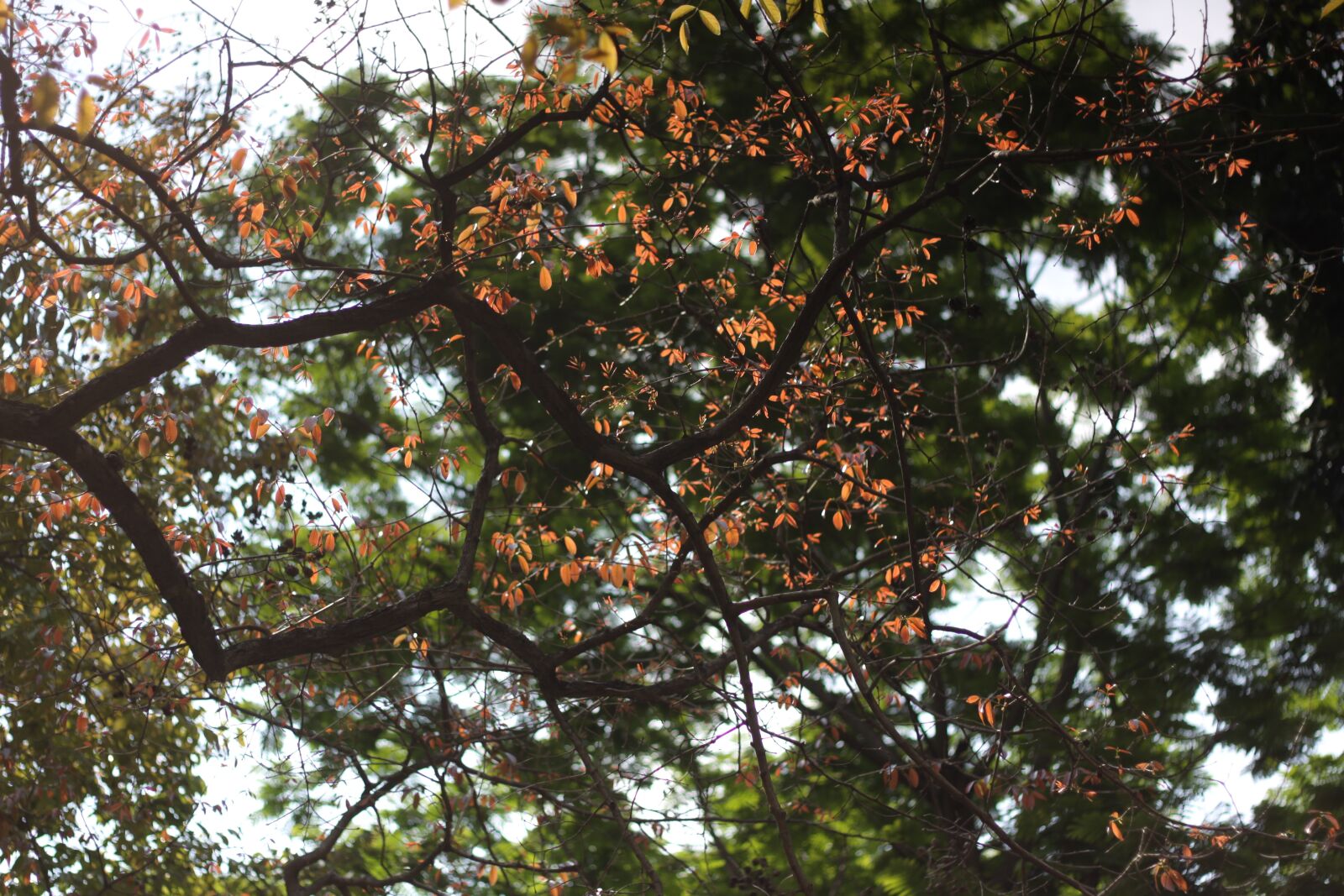 Canon EOS 50D sample photo. Tree, green, old photography