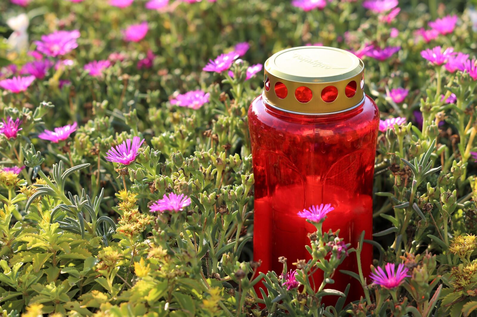 Canon EF 70-300 F4-5.6 IS II USM sample photo. Red candle, flower, aster photography