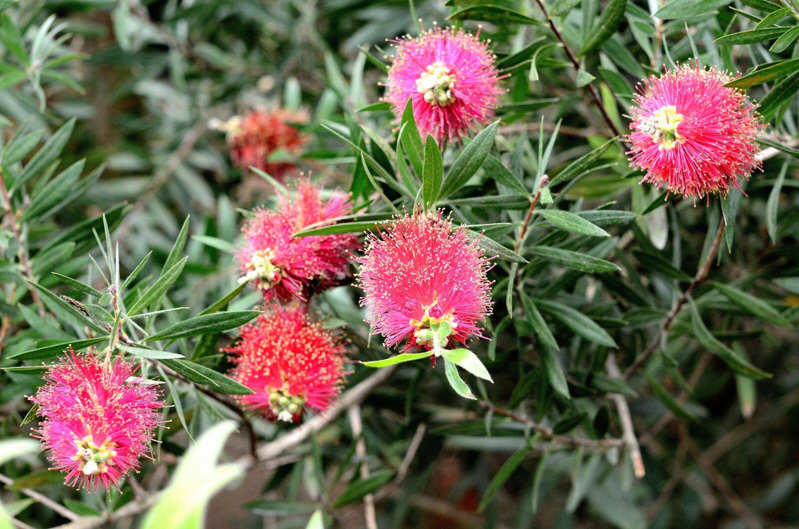 Nikon D5100 sample photo. Callistemon, flower, plant photography