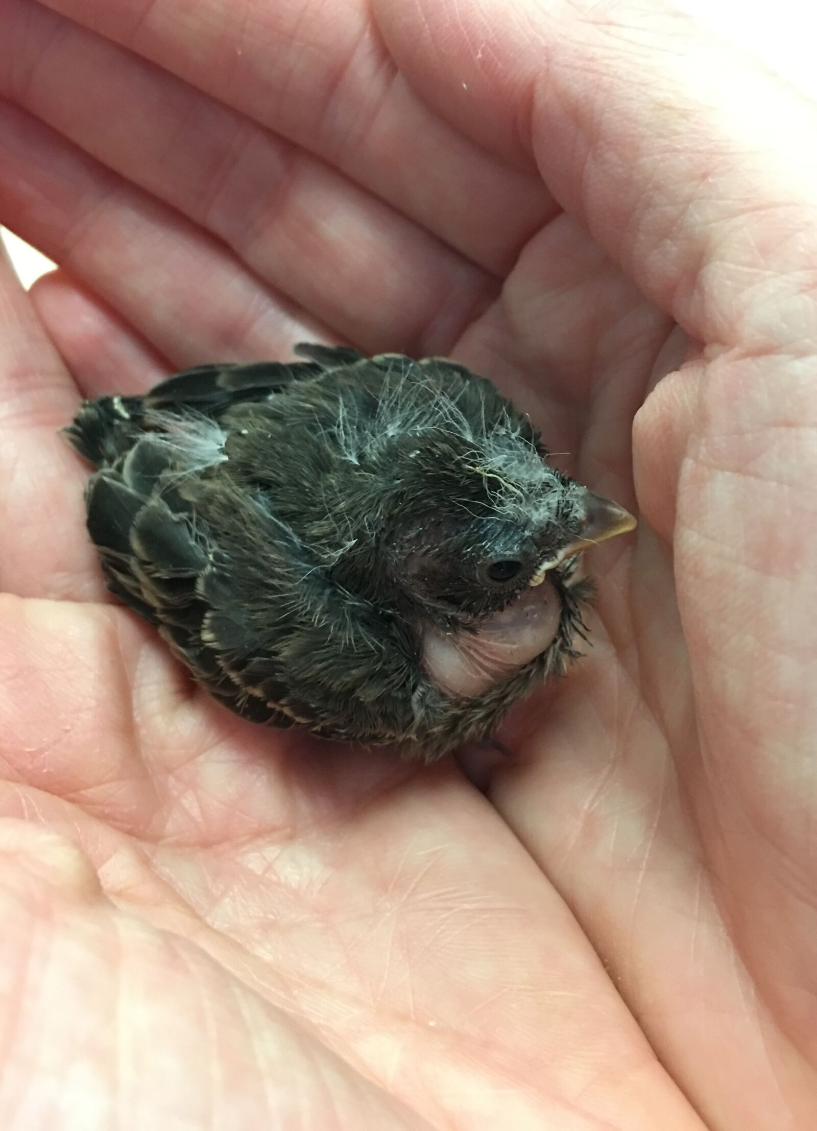 Apple iPhone 6s Plus sample photo. Baby, bird, sparrow photography