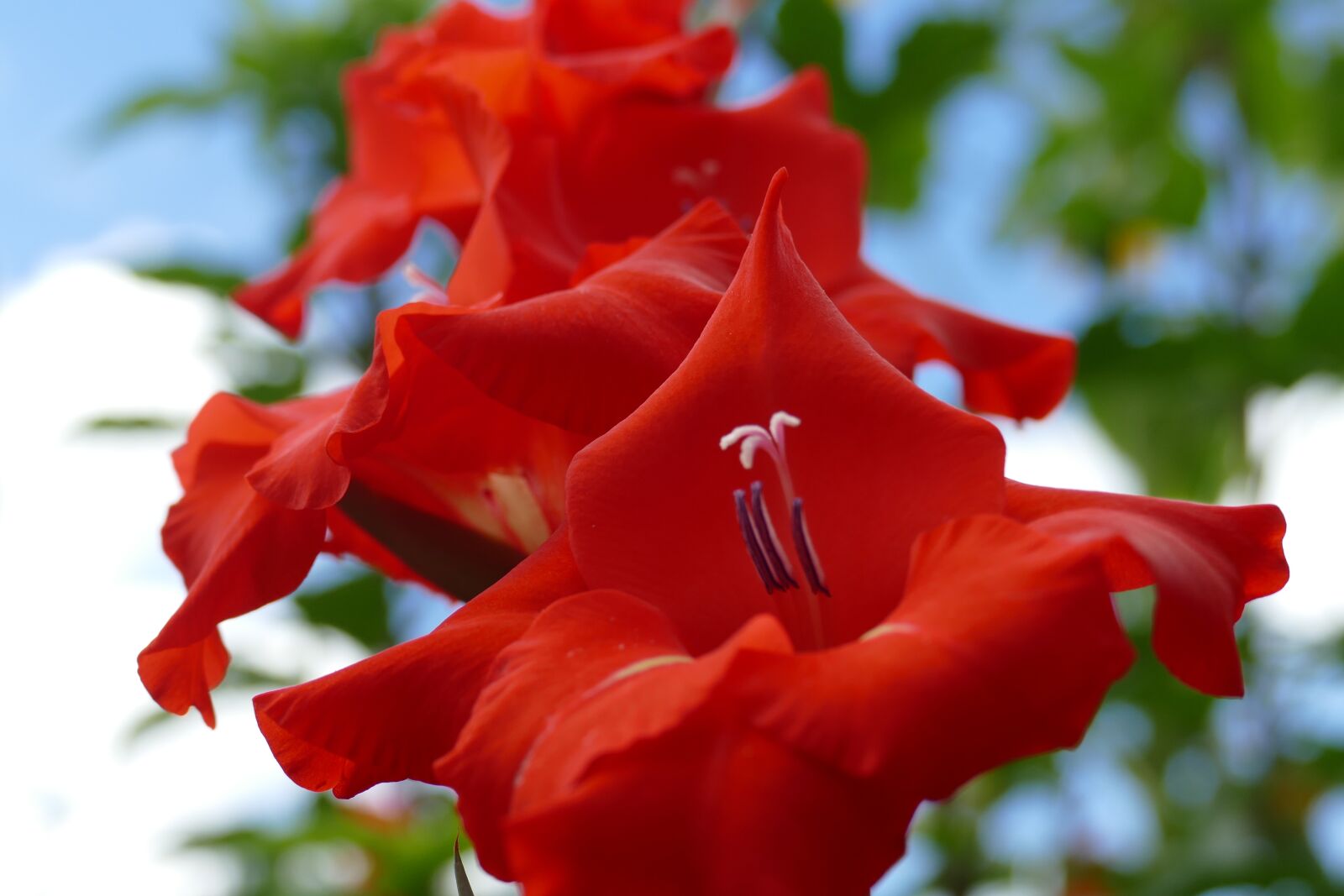 Panasonic Lumix DMC-FZ1000 sample photo. Gladiolus, plant, blossom photography