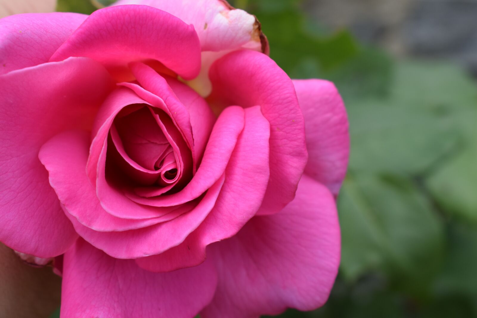 Nikon D5300 sample photo. розови рози, градина, roses photography