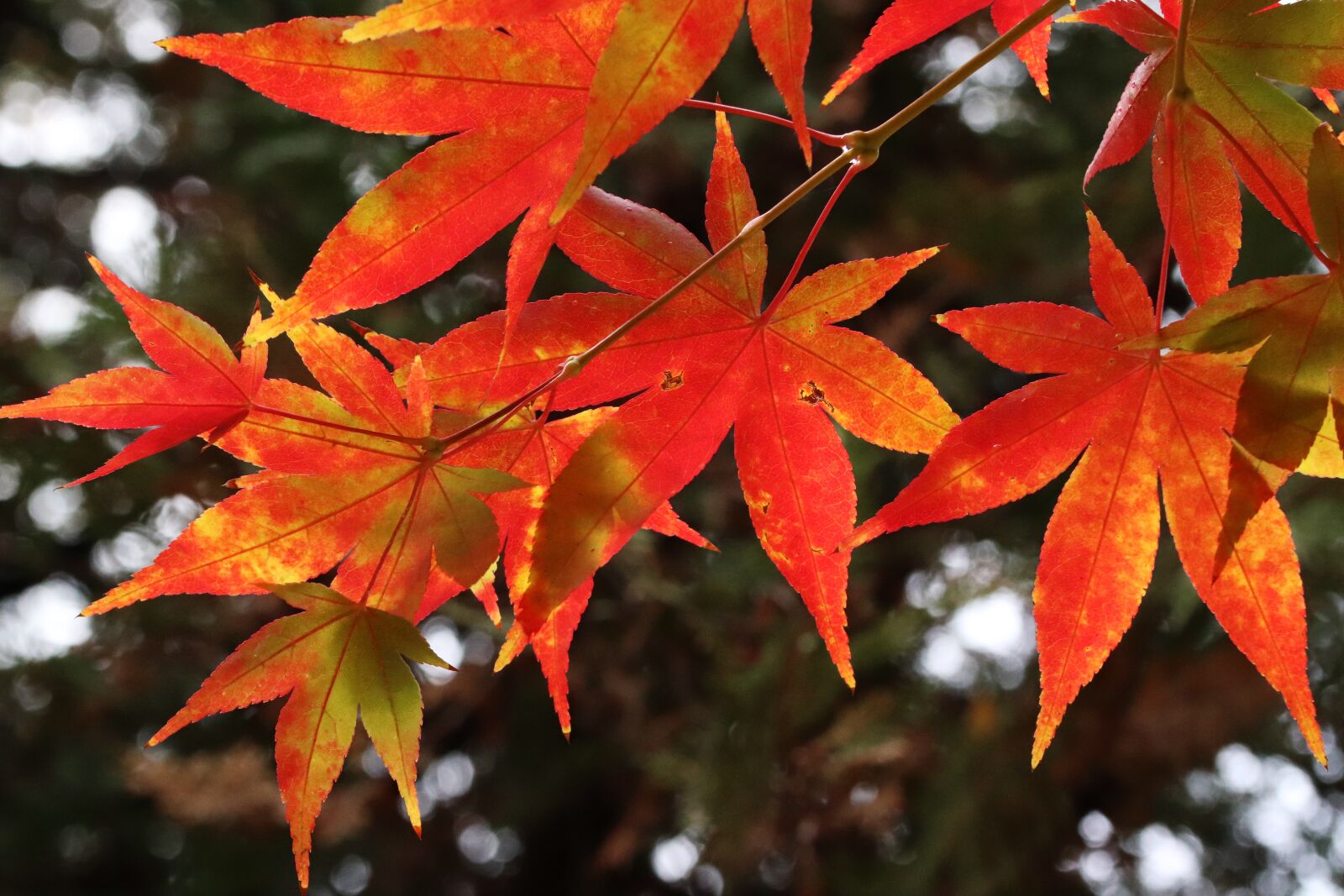 Canon EOS 800D (EOS Rebel T7i / EOS Kiss X9i) sample photo. Autumn, autumn leaves, colorful photography